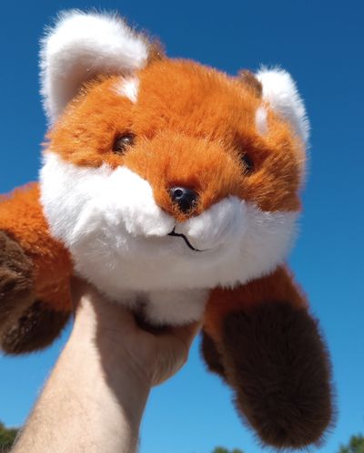 Red Fox