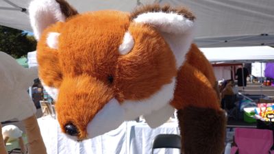 Red Fox