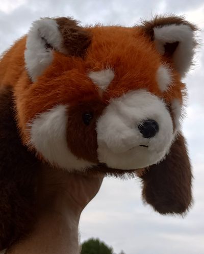Red Panda