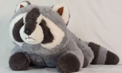 Racoon